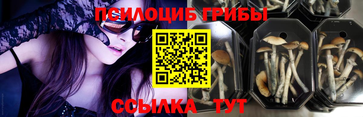 Псилоцибиновые грибы Psilocybe Назрань